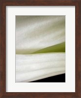 Bok Choy II Fine Art Print