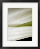 Bok Choy II Framed Print