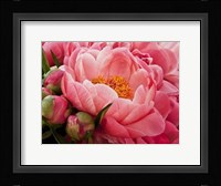 Coral Peonies I Framed Print