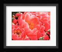 Coral Peonies II Framed Print