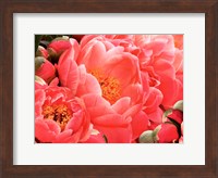 Coral Peonies II Fine Art Print