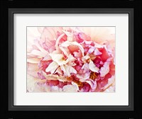 Monet's Peony I Framed Print