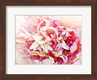 Monet's Peony I Fine Art Print