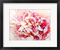 Monet's Peony I Fine Art Print