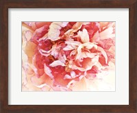 Monet's Peony II Fine Art Print