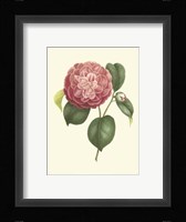 Camellia Blooms I Fine Art Print