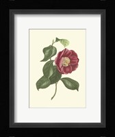 Camellia Blooms II Fine Art Print