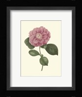 Camellia Blooms III Fine Art Print