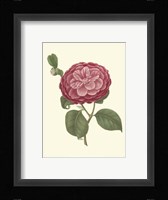 Camellia Blooms IV Fine Art Print