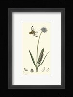 Nature Study II Fine Art Print