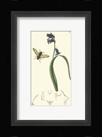 Nature Study III Fine Art Print