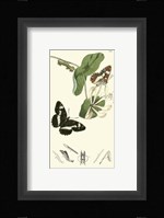 Nature Study IV Fine Art Print