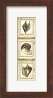 Small Rustic Shell Panel II Fine Art Print