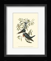 Small Antique Kingfisher II Fine Art Print