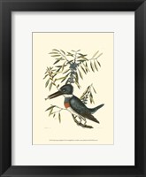 Small Antique Kingfisher II Fine Art Print