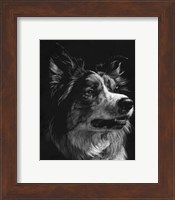 Canine Scratchboard IV Fine Art Print