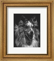 Canine Scratchboard VIII Fine Art Print