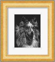 Canine Scratchboard VIII Fine Art Print