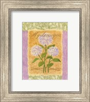 Sweet Hydrangea Fine Art Print