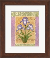 Sweet Iris Fine Art Print