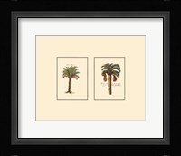 Miniature Palm IV Fine Art Print