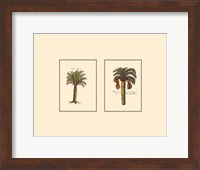 Miniature Palm IV Fine Art Print