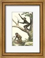 Coaita and Sajou Monkeys Fine Art Print