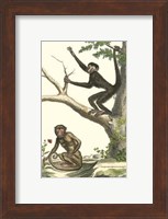 Coaita and Sajou Monkeys Fine Art Print