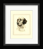 Setter Fine Art Print