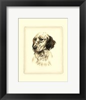 Setter Fine Art Print