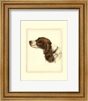 Cocker Spaniel Fine Art Print