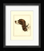 Cocker Spaniel Fine Art Print