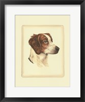 Brittany Spaniel Fine Art Print