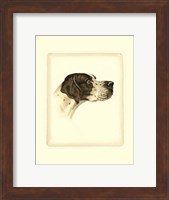 Pointer Fine Art Print