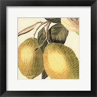 Graphic Lemon Fine Art Print