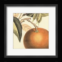 Graphic Orange Framed Print