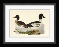 Duck I Fine Art Print