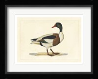 Duck II Fine Art Print
