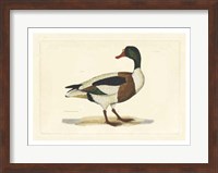 Duck II Fine Art Print