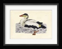 Duck III Fine Art Print