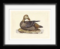Duck IV Fine Art Print