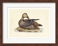 Duck IV Fine Art Print