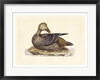 Duck IV Fine Art Print