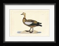 Duck V Fine Art Print