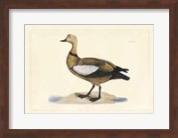 Duck V Fine Art Print