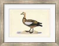 Duck V Fine Art Print