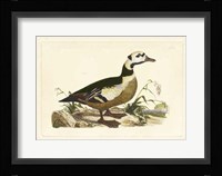 Duck VI Fine Art Print