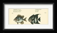 Antique Fish II Fine Art Print
