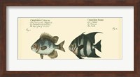 Antique Fish II Fine Art Print