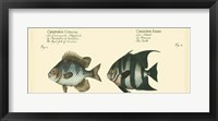Antique Fish II Fine Art Print